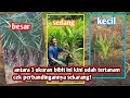 Download Lagu Perbedaan nanam bibit sawit  yg kecil dengan yg besar