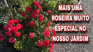 MAIS UMA ROSEIRA MUITO ESPECIAL NO NOSSO JARDIM 