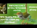 Download Lagu Suara Prenjak Lumut Betina Memanggil Jantan || Jantan Langsung Nyambar