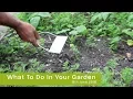 What To Do In Your Garden 8th June 2018