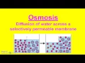 Passive Transport vs Active Transport