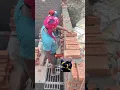 Lagu 9 inch brick wark #home #construction #srgconstrution #shorts #short