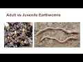 UMass Extension Invasive Insect Webinar Series 2021 - Day 1