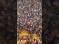 Download Lagu Can You Find the Queen Bee?