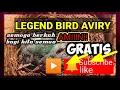 Download Lagu Pancingan Cucak ijo Rasa PIJANTUNG @Rudiputrakediri  #kicaumania #masteran #bird