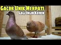 Download Lagu BEKUR GACOR BURUNG MERPATI SUARA UNIK LAGI INGIN KAWIN | JEJAK MERPATI
