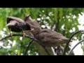 Fledgling starlings feeding time
