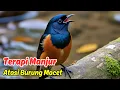 Download Lagu Murai Batu Macet Bunyi: Ini Dia Terapi dengan Suara Air yang Efektif