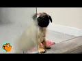Download Lagu Tiny Dog Loves Water So Much Parents Got Him a Pool | Cuddle Buddies