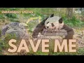 Saving Giant Pandas From Extinction Episode 1