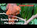 Download Lagu TERBARU 2025‼️MP3 SUARA PIKAT BURUNG UNCAL MERAH/UNCAL LORENG/PUTER SAPI || TANPA IKLAN ⛔