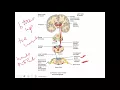 5115 Sensory Pathways