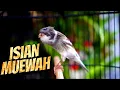 Download Lagu PALING DICARI - MASTERAN KENARI ISIAN BLACKTHROAT GACOR SUARA JERNIH DURASI PANJANG #06