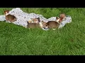 Pembroke Welsh Corgi Puppies For Sale