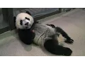 Panda School EXCLUSIVE How the National Zoo Trains Its Panda Cub National Geographic