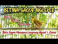 Download Lagu SOGON BETINA GACOR NGLEPER‼️AMPUH BIKIN SOGON MANAPUN LANGSUNG NYAUT BUNYI DAN EMOSI