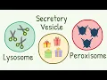 Lysosomes Peroxisomes Secretory Vesicles Brothors from Same Mother