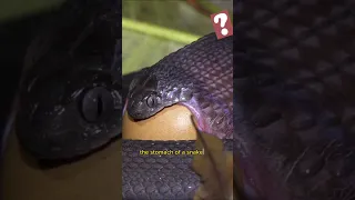 How does the digestive system of snakes work