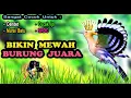 Download Lagu Masteran Untuk Burung Fighter Full Isian Mewah