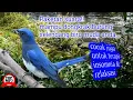 Download Lagu perpaduan Suara burung selendang biru dan suara air sungai mengalir untuk masteran burung dan terapi