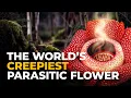 Download Lagu The Weirdest Parasite on Earth