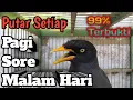 Lagu Masteran Jalak Kebo,PUTAR SETIAP PAGI SORE DAN MALAM HARI | di jamin burung anda langsung ikut gacor