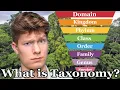 What is Taxonomy Everything You Need To Know