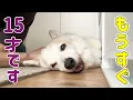 Download Lagu あと1ヶ月で15才になります！