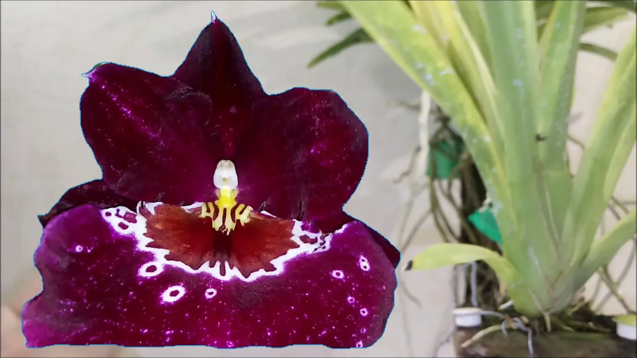 MUITAS RAIZES NA ORQUÍDEA VANDA MILTONIA RESULTADOS