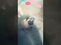 Lagu #naughty #pug #mypug #pets #dog #petlover #cute 😂😂😂😂😂😂