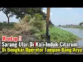 Download Lagu Mantap‼️Sarang Ular Di Kali Induk Citarum Di Bongkar Operator Tampan Bang Arya
