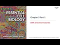 BC PCB 3023 Chapter 5 DNA and Chromosomes Part 1