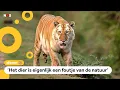 Download Lagu Zeldzame gouden tijger gespot, maar dat is geen goed nieuws MP3
