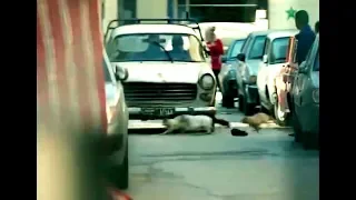 مسلسل فوضى شاهد القطط تنجوا من الدهس بإعجوبة أثناء قيادة فادي صبيح للسيارة 