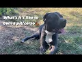 What it s like to own a pit bull cane corso mix