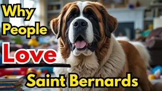 Funny Saint Bernards