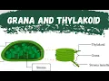 What is Thylakoid What is Grana Function of Thylakoid and Grana Difference between Thylakoid Grana