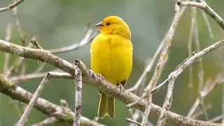 Download 40 Colourful Birds from Ecuador MP3