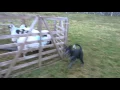 Border Collie Rescue - Jup learning his sides
