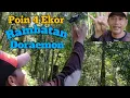 Download Lagu Cara Mudah Mikat Burung Rambatan Doraemon || di Hutan Jawa Timur Part 1