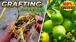 Magical Grafting Method with Eggplant! Step by Step Full Process | Easy New Technique