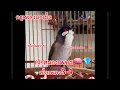Download Lagu EP:16 คลิป1 ชม.ครึ่ง เจ้าสมองเพชร🧠💎 นกเบิ้ลเพลง3-4 เบิ้ลอาชีพ เอาใจสายก๊อปนก #นกครู #นกกรงหัวจุก