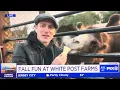 White Post Animal Farm as seen on the morning news on 23 - Segment 1
