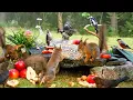 Download Lagu CAT TV NO ADS😺 Midsummer Nut Party with Cutest Red Squirrels and Adorable Little Birds