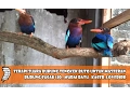 Download Lagu Terapi Suara Burung Tengkek Buto Untuk Masteran Burung Cucak Ijo , Murai Batu , Kacer ,Lovebird