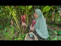Download Lagu Metik Kecombrang di Kebun | Bikin Pudding Labu Kuning, Bening Bayam, dan Sambal Kecombrang