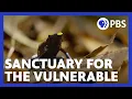 Expedition with Steve Backshall Tafelberg Tepui Sanctuary for the Vulnerable PBS