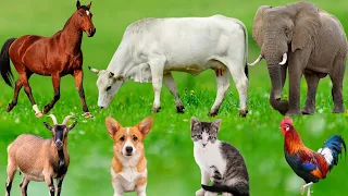 What Do Farm Animals Eat? | Horses, Cows, Goats & More Feeding Guide #animals #farmanimals #fyp