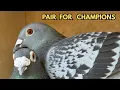 How to Pair Racing Pigeons for Better Youngsters Proven Breeding Tips