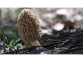 How to Hunt Morel Mushrooms